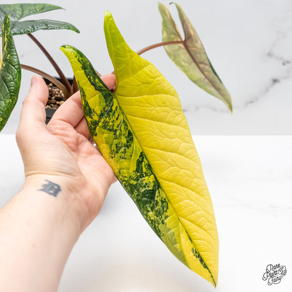 Alocasia 'Scalprum' Aurea Variegated (wk51-UI)