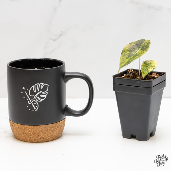 Alocasia 'Sedenii' Aurea Variegated (wk6-Y)