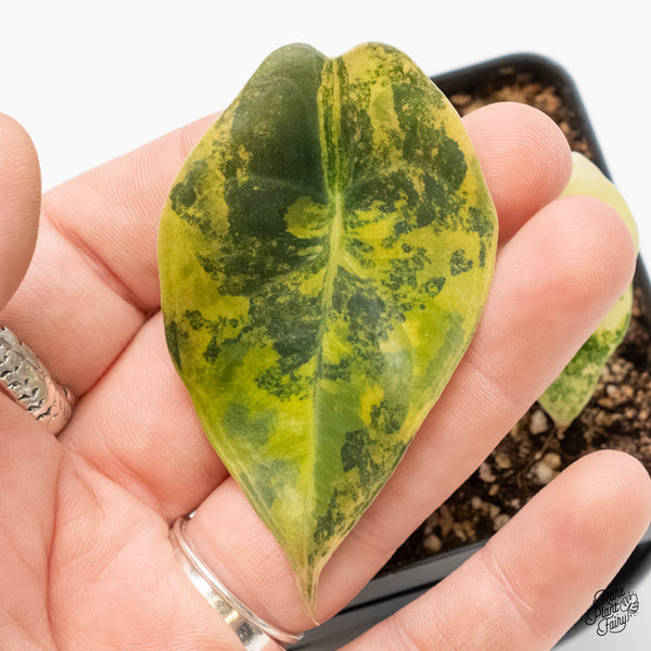 Alocasia 'Sedenii' Aurea Variegated (wk6-Y)