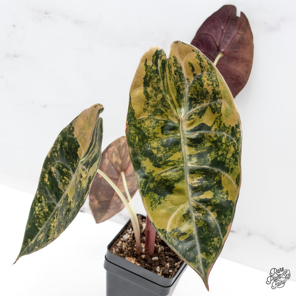 Alocasia Sedenii Aurea Variegated (wk44-I) *Corming Size*