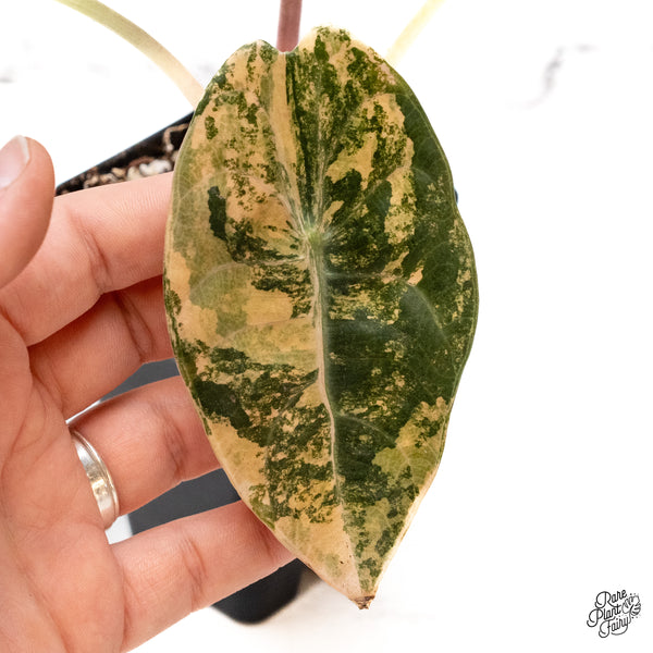 Alocasia Sedenii Aurea Variegated (wk44-I) *Corming Size*
