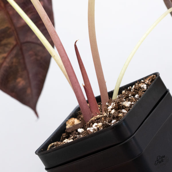 Alocasia Sedenii Aurea Variegated (wk44-I) *Corming Size*