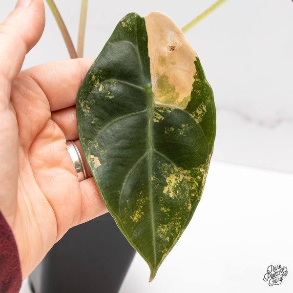 Alocasia 'Sedenii' Aurea Variegated (wk47-I) *Corming Size*