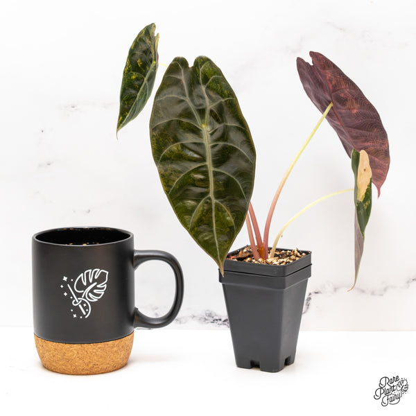 Alocasia 'Sedenii' Aurea Variegated (wk47-I) *Corming Size*