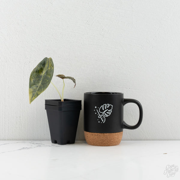 Alocasia 'Sedenii' Aurea Variegated (wk8-M)