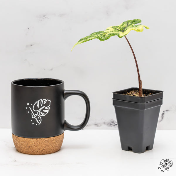 Alocasia Tandurusa Variegated (previously Alocasia 'Jacklyn' or 'Jaclyn') (wk47-H)