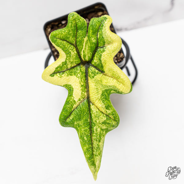 Alocasia Tandurusa Variegated (previously Alocasia 'Jacklyn' or 'Jaclyn') (wk47-H)