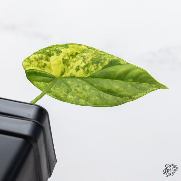 Alocasia 'Venusta' Aurea Variegated (wk45-F)