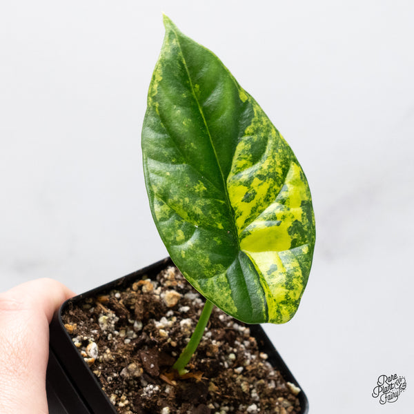 Alocasia 'Venusta' Aurea Variegated (wk45-F)