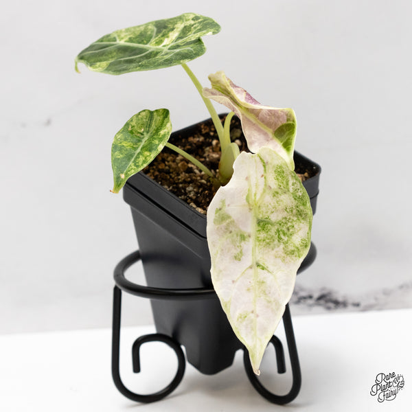 Alocasia Watsoniana Doff. Pink Variegated (wk46-AA)