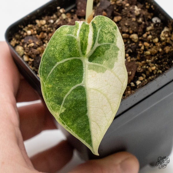 Alocasia Watsoniana Doff. Pink Variegated (wk48-S)