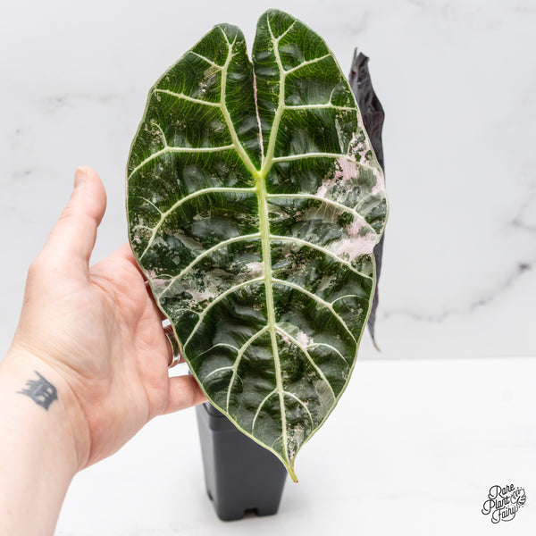 Alocasia Watsoniana Pink Variegated (wk50-UL) *Corming Size*