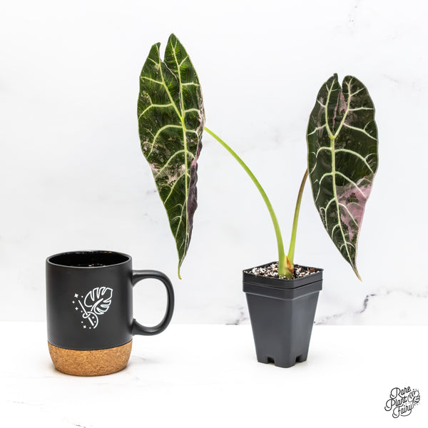 Alocasia Watsoniana Pink Variegated (wk50-UL) *Corming Size*