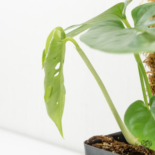 Amydrium cv. NOID (wk6-G)