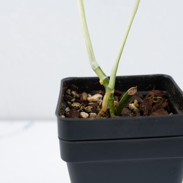 Amydrium 'Spiderman' Albo Variegated (wk10-A)