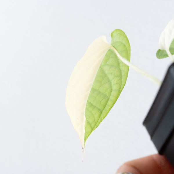 Amydrium 'Spiderman' Albo Variegated (wk10-A)