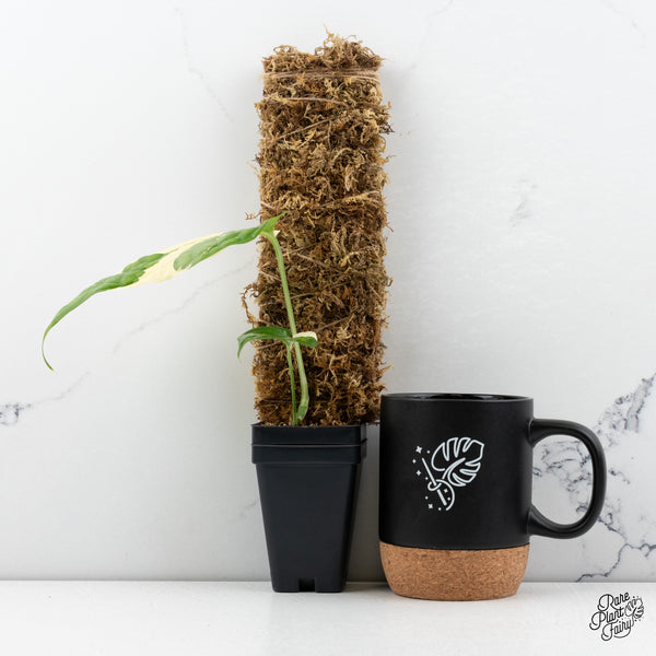 Amydrium 'Spiderman' Albo Variegated (wk43-A)