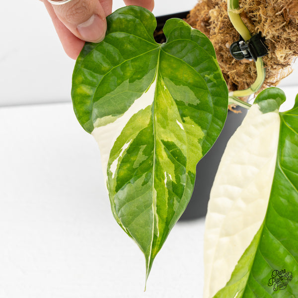 Amydrium 'Spiderman' Albo Variegated (wk47-I)