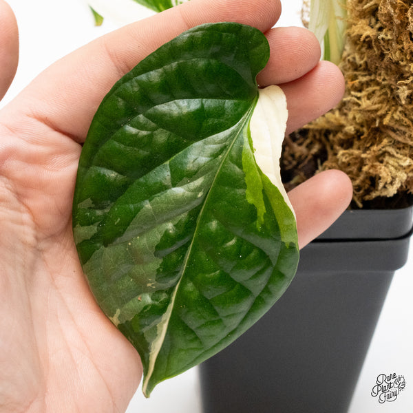 Amydrium 'Spiderman' Albo Variegated (wk49-B)