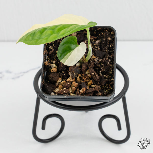 Amydrium 'Spiderman' Albo Variegated (wk1-F)