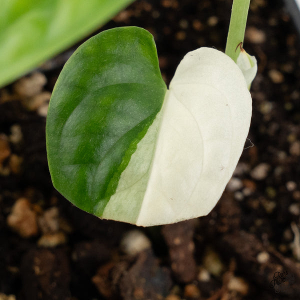 Amydrium 'Spiderman' Albo Variegated (wk1-F)