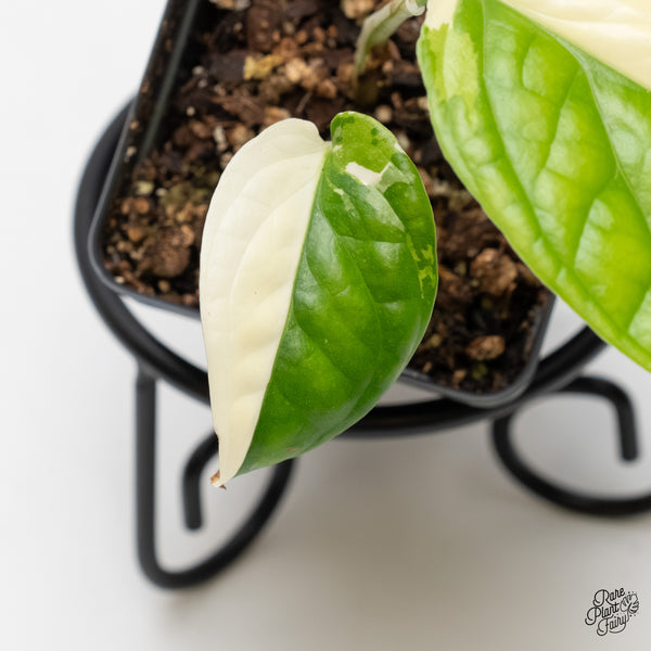 Amydrium 'Spiderman' Albo Variegated (wk5-E)