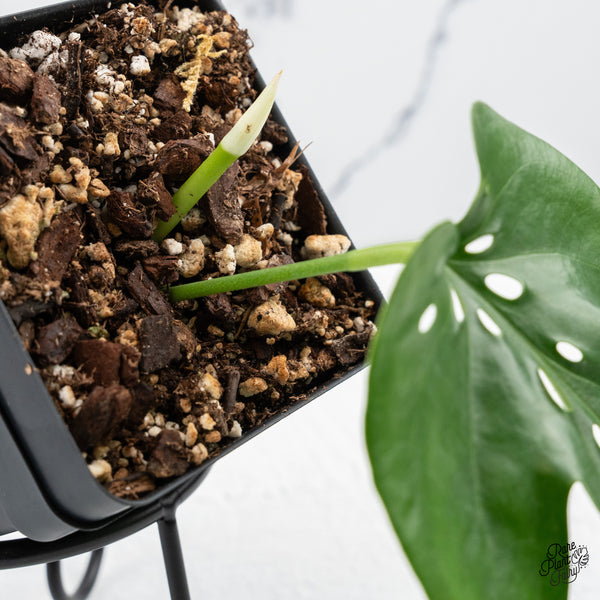 Amydrium sp. NOID (wk43-I)