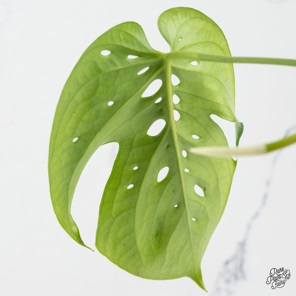 Amydrium sp. NOID (wk45-C)