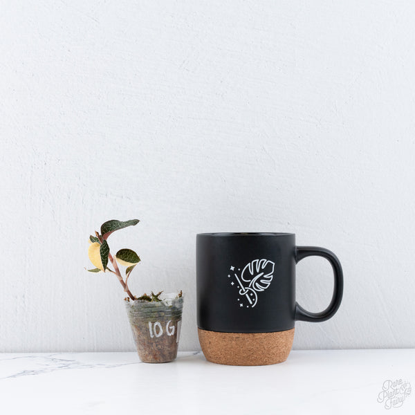 Anoectochilus Formosanus 'Jewel Orchid' Variegated (wk10-G)