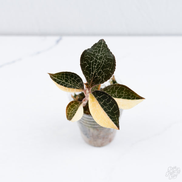 Anoectochilus Formosanus 'Jewel Orchid' Variegated (wk10-G)