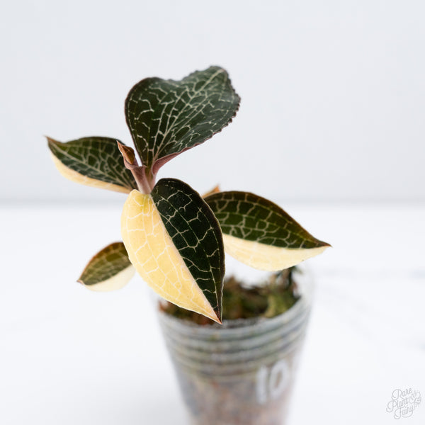 Anoectochilus Formosanus 'Jewel Orchid' Variegated (wk10-G)