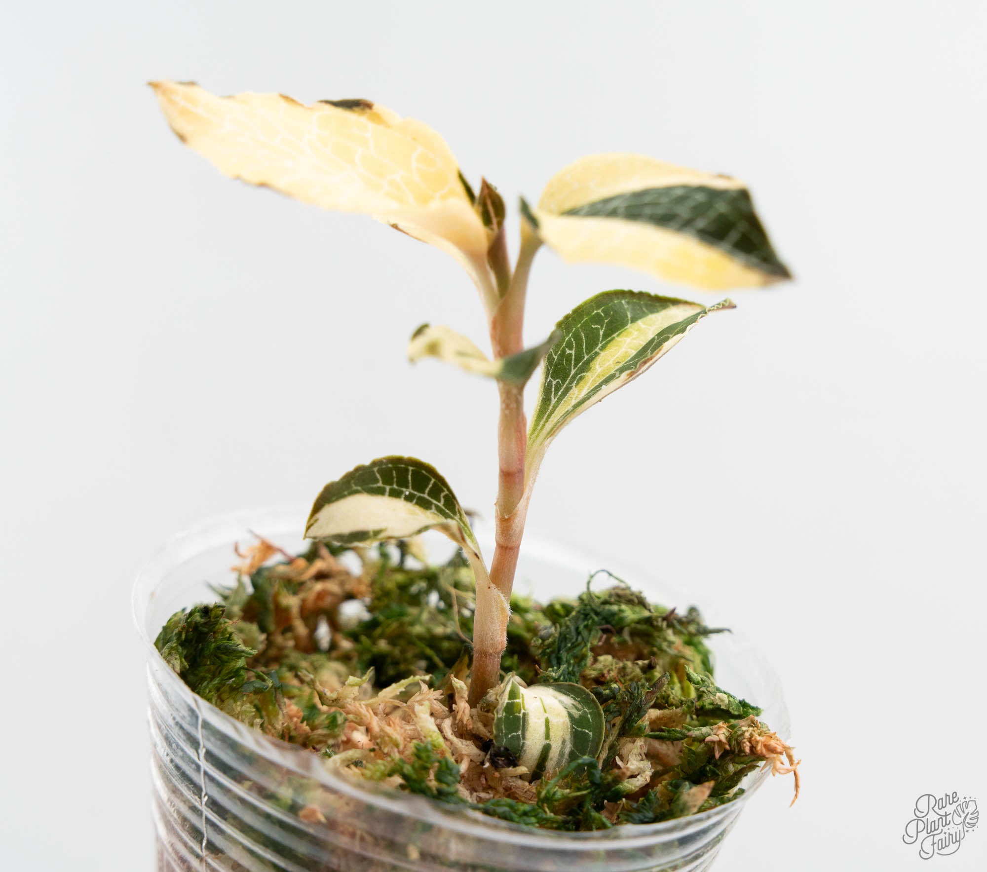 ご*り様 【斑入り】 ジュエルオーキッド Anoectochilus Varie 【公式通販】