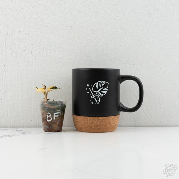 Anoectochilus Formosanus 'Jewel Orchid' Variegated (wk8-F)