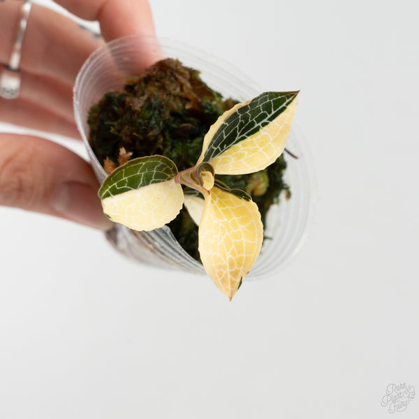 Anoectochilus Formosanus 'Jewel Orchid' Variegated (wk8-F)