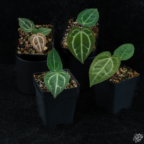 Anthurium Zara '14' x Black Widow '13' by DocBlock® *Grower's Choice*