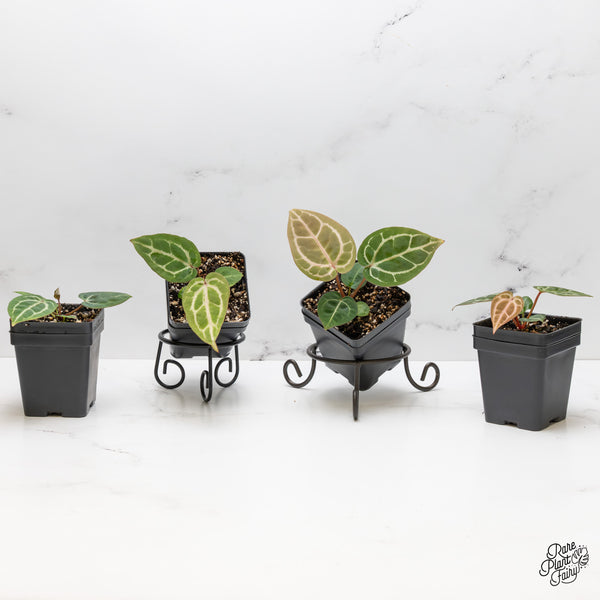 Anthurium Michelle '10' x Home, Sweet Home '32' by DocBlock® *Grower's Choice*