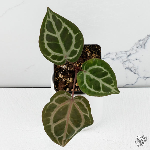 Anthurium Crystal Red '12' x Zara '14' DocBlock® *Grower's Choice*