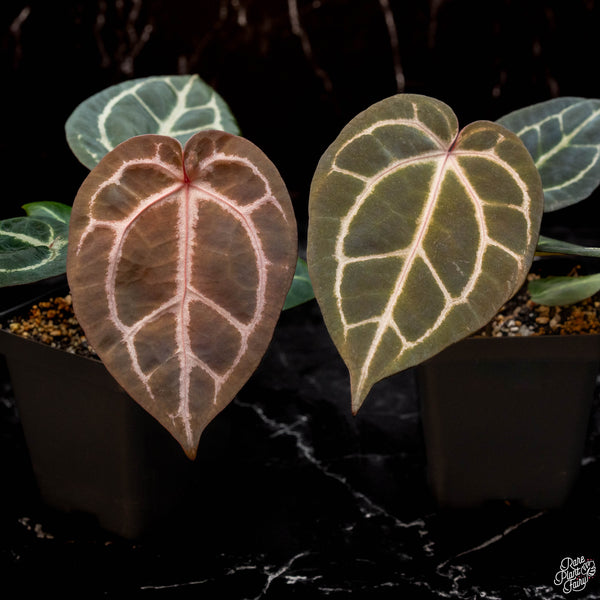 Anthurium Orange '26' x DocBlock Red Crystal '12' by DocBlock® *Grower's choice*