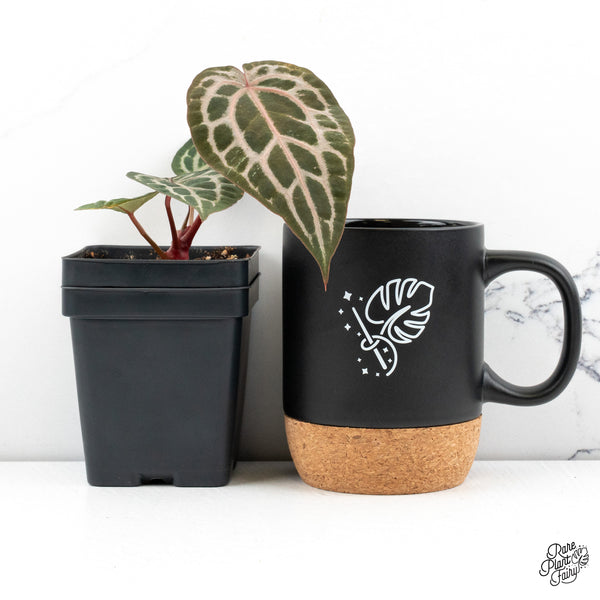 Anthurium Home, Sweet Home '32' x Zara '14' by DocBlock® *Grower's Choice*