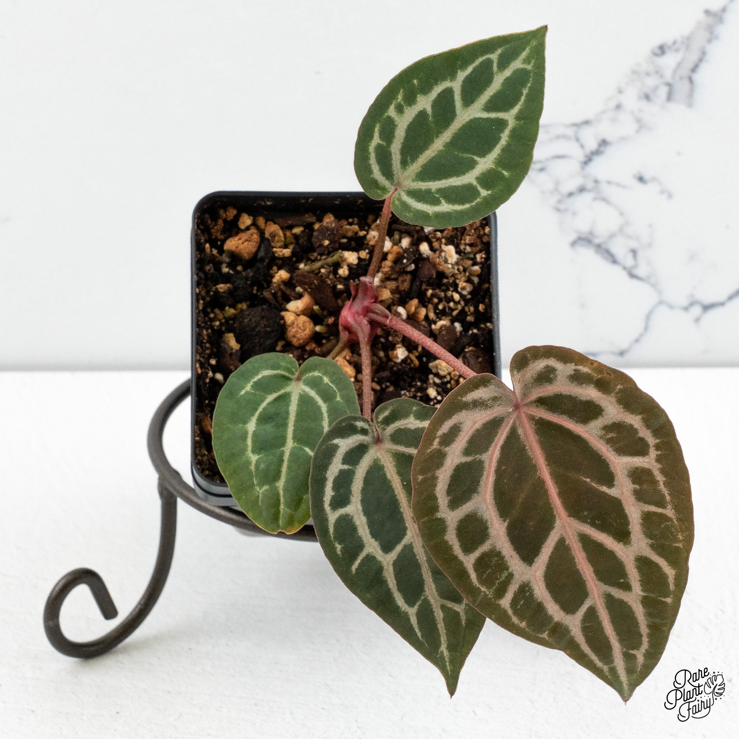 anthurium in the home Anthurium Home, Sweet Home '32' x Zara '14' by DocBlock *Grower's Choice*