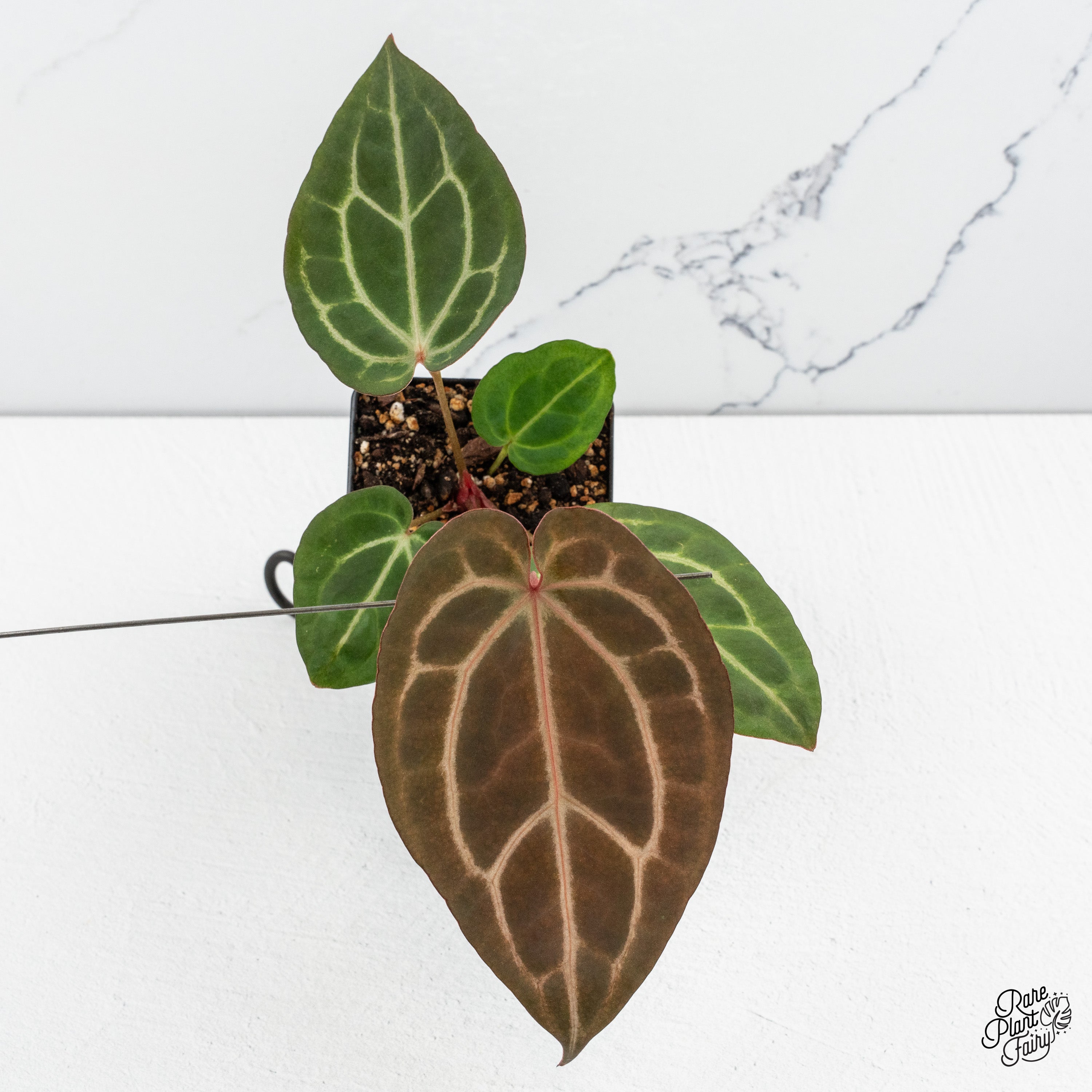 anthurium growers Anthurium Home, Sweet Home '32' x Dark & Handsome '9' by DocBlock *Grower's Choice*