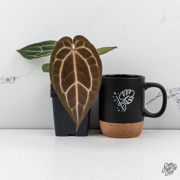 Anthurium Home, Sweet Home '32' x Dark & Handsome '9' by DocBlock® *Grower's Choice*