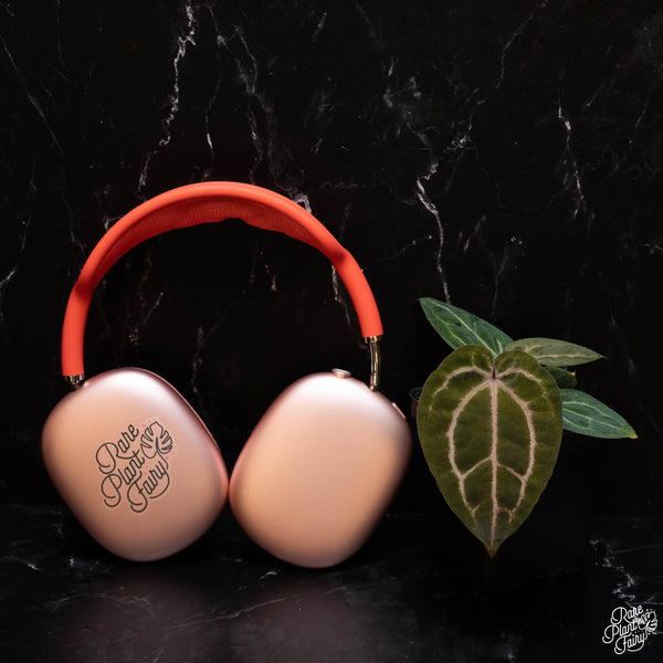 Anthurium Zara '33' x Home, Sweet Home '32' by DocBlock® *Grower's choice*