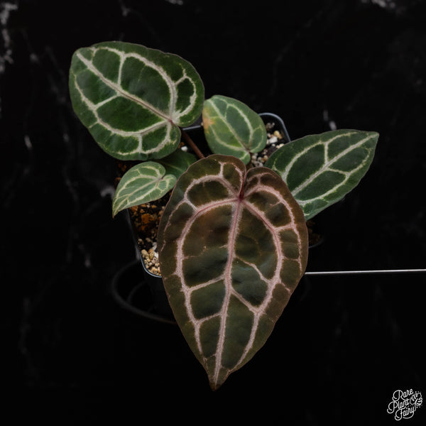 Anthurium Zara '33' x Home, Sweet Home '32' by DocBlock® *Grower's choice*