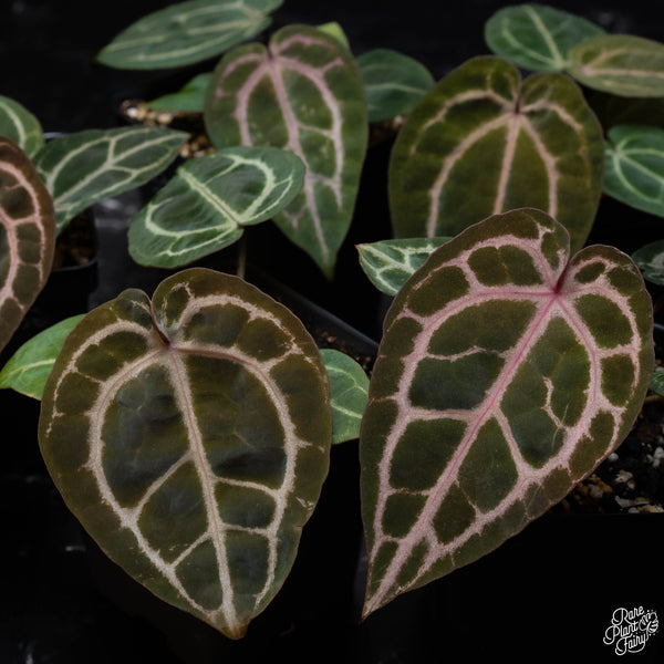 Anthurium Zara '33' x Home, Sweet Home '32' by DocBlock® *Grower's choice*