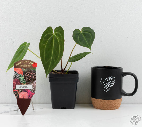 Anthurium Black Widow '43' x Red Velvet Cake '24' by DocBlock® (wk11-B)