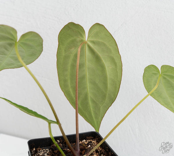 Anthurium Black Widow '43' x Red Velvet Cake '24' by DocBlock® (wk11-B)