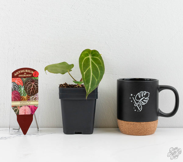 Anthurium Black Widow '43' x Zara '14' by DocBlock® (wk11-E)