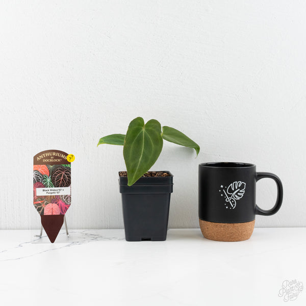 Anthurium Black Widow '43' x Forgetii '57' by DocBlock® (wk9-T)