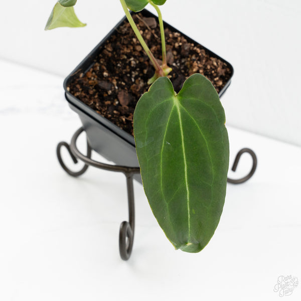 Anthurium Black Widow '43' x Forgetii '57' by DocBlock® (wk9-T)